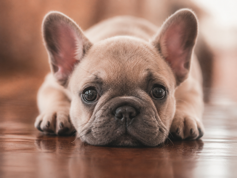 Buying or Adopting a Puppy: What You Need to Know Before Bringing One Home