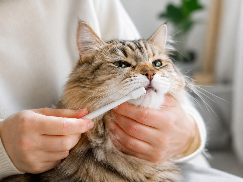 The Stinky Truth: Why Your Cat’s Bad Breath is Actually a Gut Problem&nbsp;