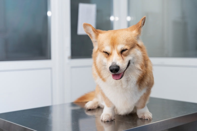 Ubiquinol vs. Ubiquinone: How to Choose the Right CoQ10 for Senior Dogs