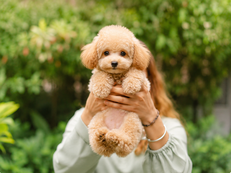 Dog Joint Supplement vs. Calcium Supplements: The Truth About Your Dog’s Joint Mobility and Bone Health