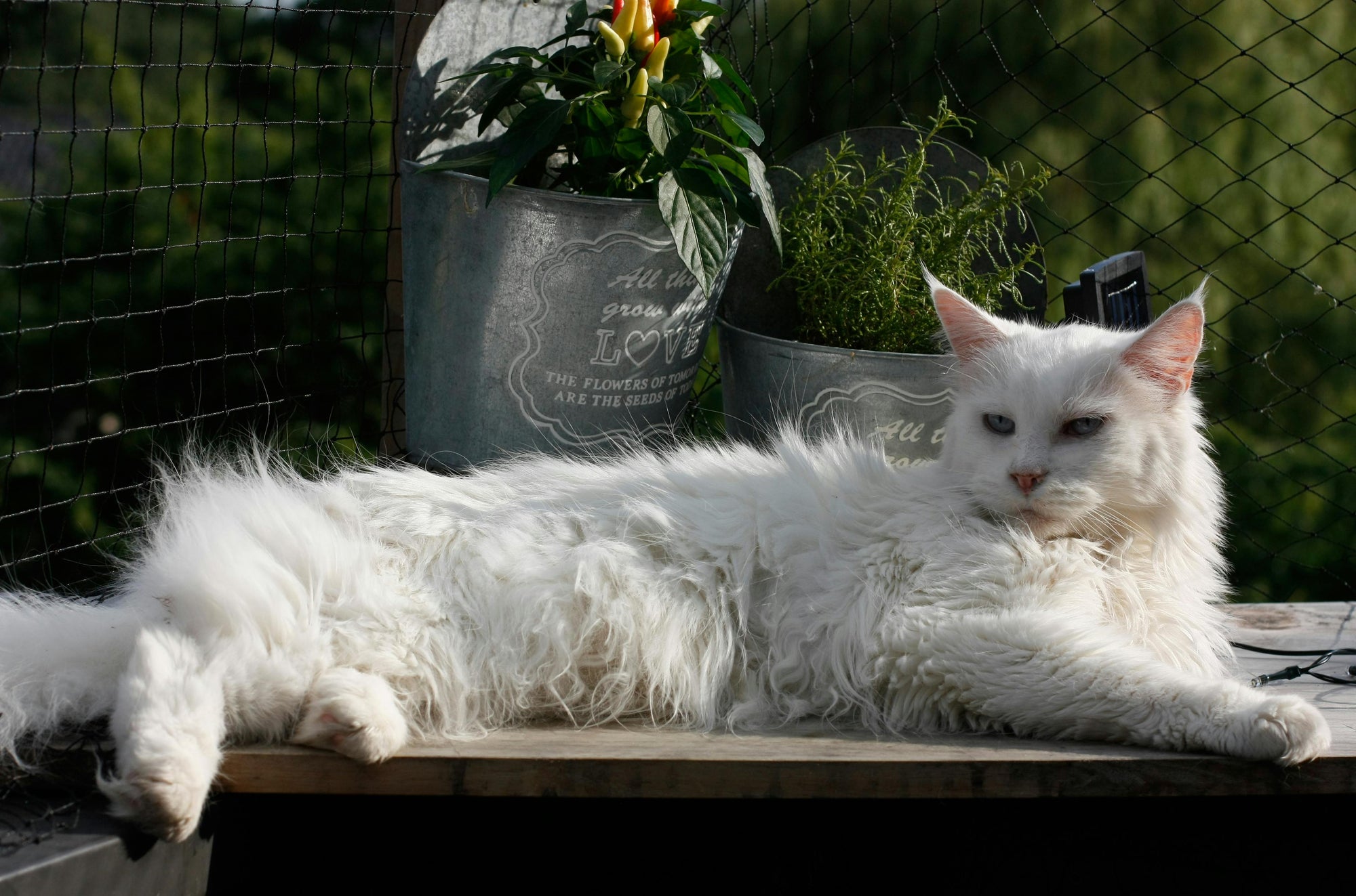 A Big, Gentle Cat: What to Know About Maine Coons